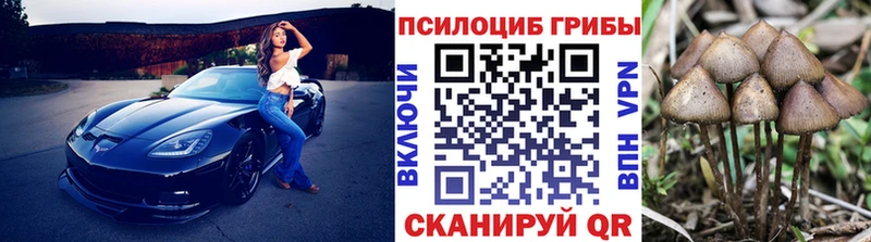 где купить   Сенгилей  Псилоцибиновые грибы GOLDEN TEACHER 